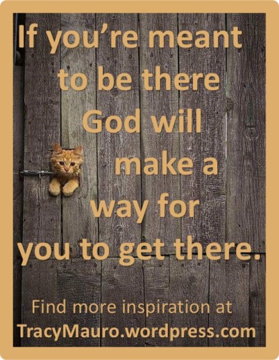 orange kitty make a way